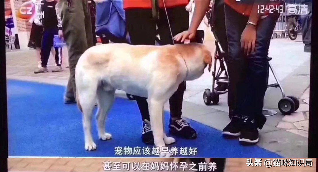 给父母养狗养什么样的,给家里养猫的好处