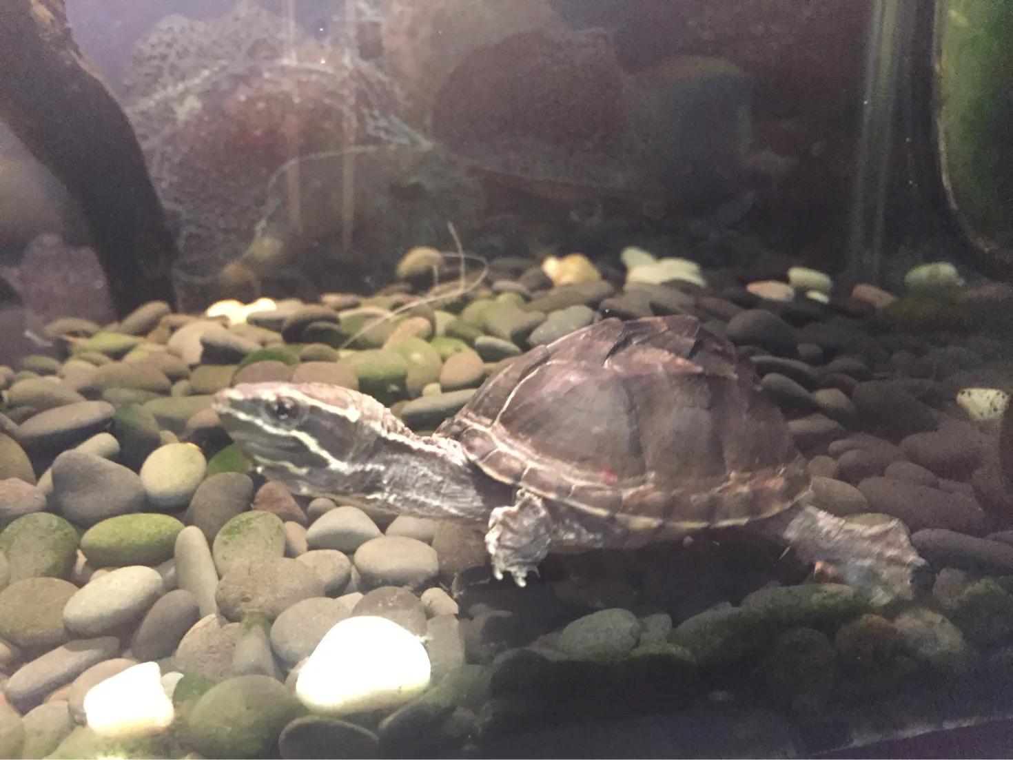 那些年我们养的小动物,盘点这些年我养过的动物