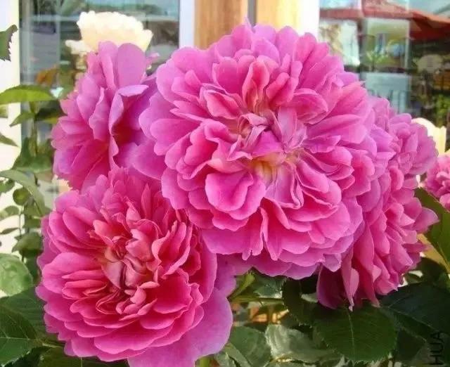 101种玫瑰品种科普你都认识吗,100种玫瑰品种科普你都认识吗