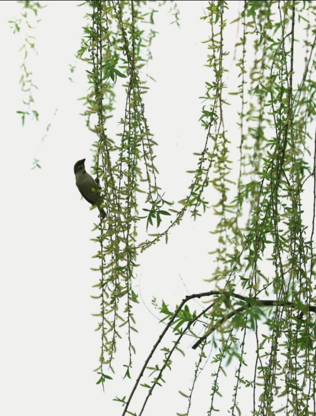 古诗大全咏柳曾巩,咏柳古诗讲解曾巩