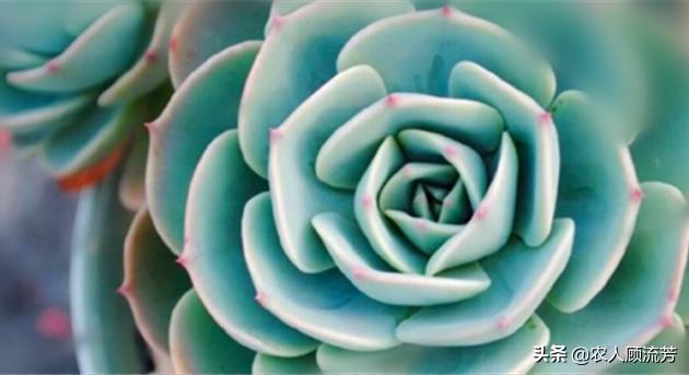 多肉植物玉蝶锦和富士有什么区别,多肉植物玉蝶的养殖方法与管理