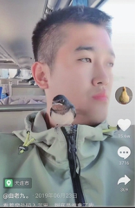 佳木斯小伙由老九：爱鸭相伴“嘎嘎”欢乐