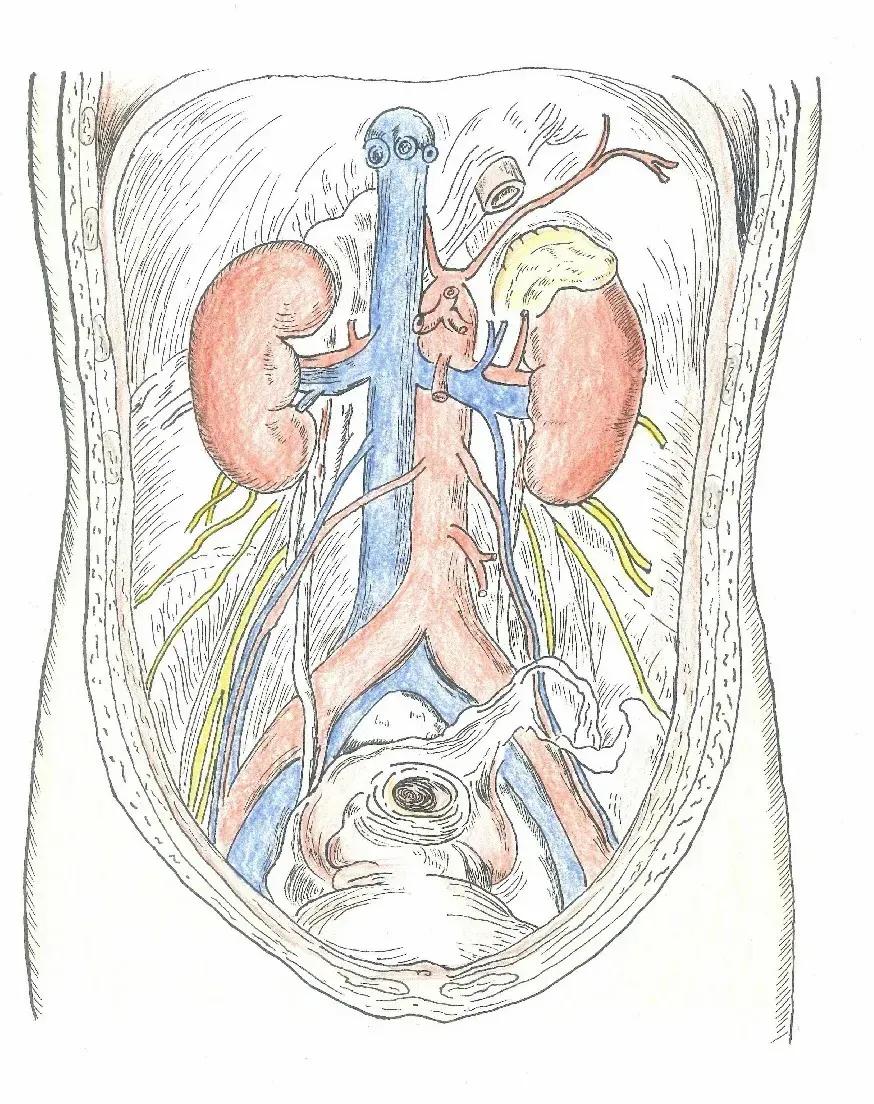 左手丹青,右手手术刀,985名校医学生笔记曝光!网友:这是学神级别的!