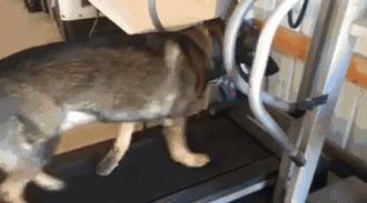 男士健身房练腿部器材,健身房运动装备推荐男