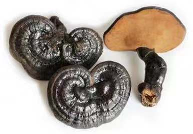 怀孕期间有哪些食物是不能吃的,怀孕期间什么食物不能吃