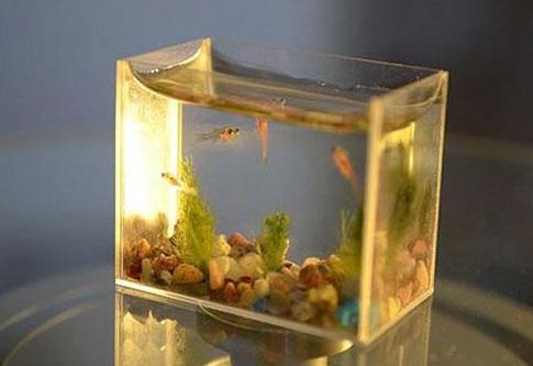 孩子青春期任性怎么办？父母可用“鱼缸法则”，让孩子更懂事