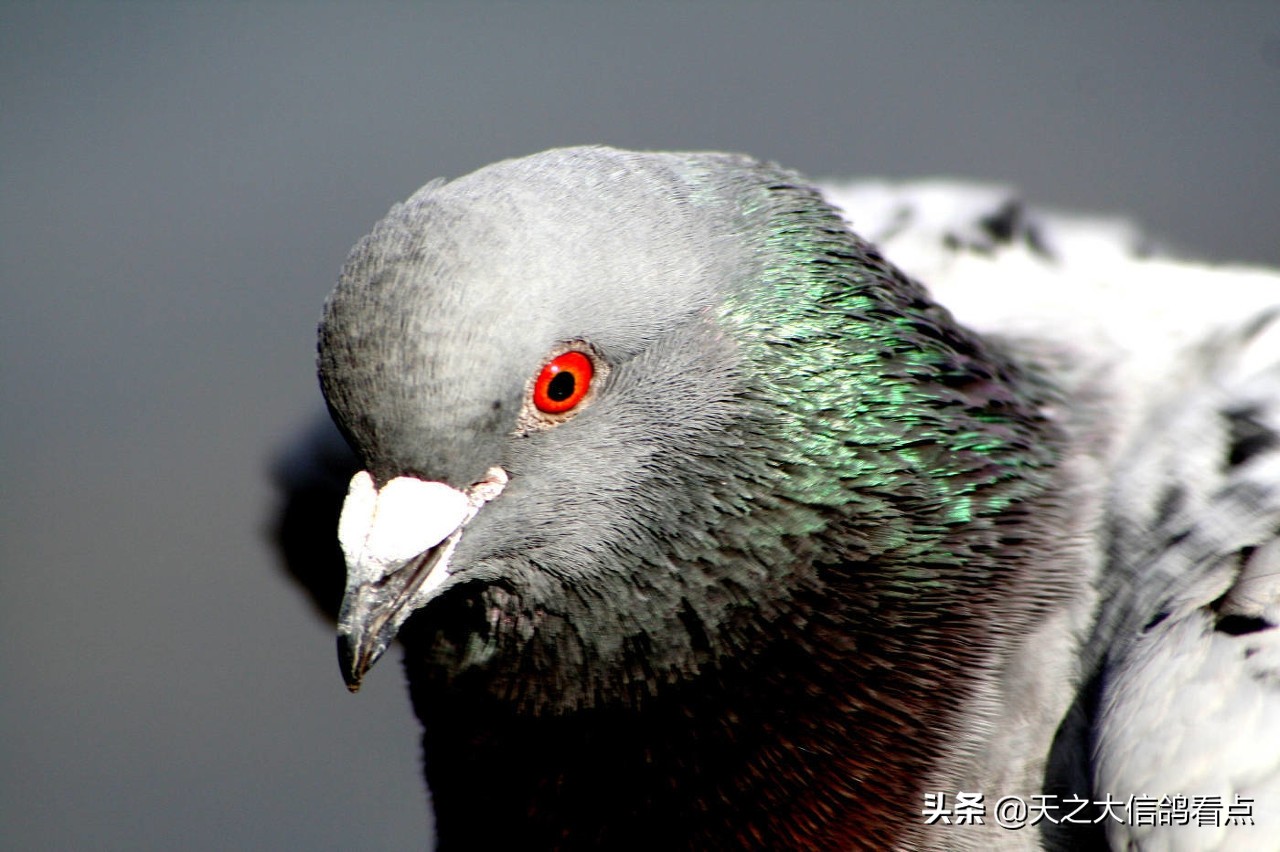 赛鸽增强体质的不传之秘,赛鸽育种快速加稳定才是夺冠精髓