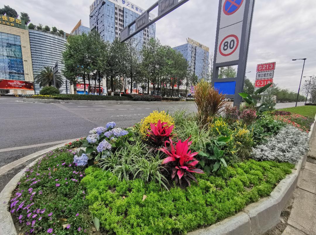 踏春赏花成都这些地方值得去看看,双流踏青赏花