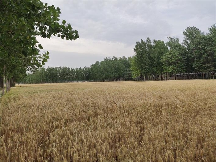 麦黄时节杏儿熟诗歌,麦收时节杏儿黄上一句