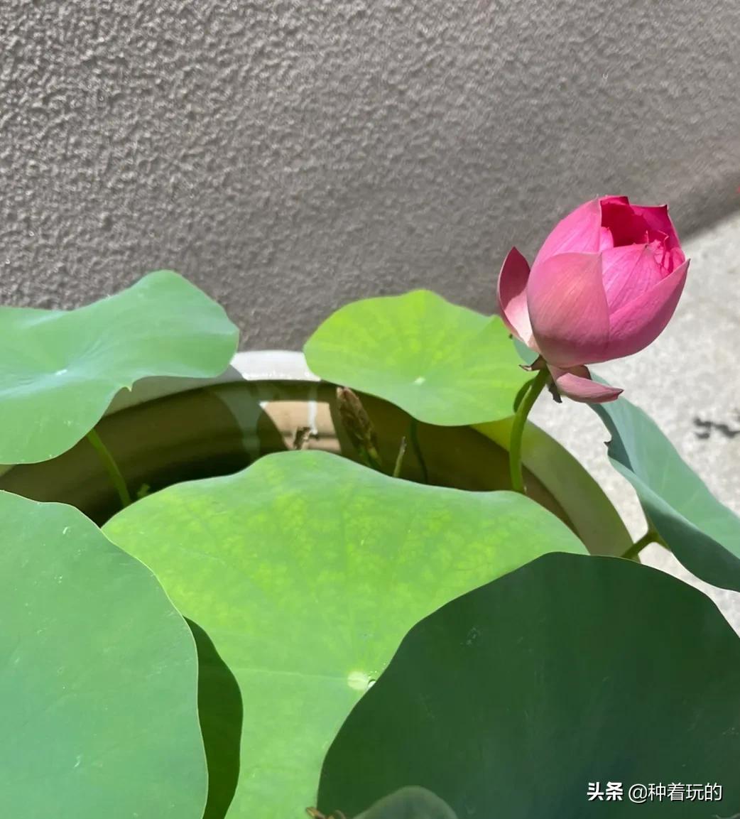 碗莲长出八个叶子什么时候能开花,碗莲叶子怎么竖不起来老浮在水面