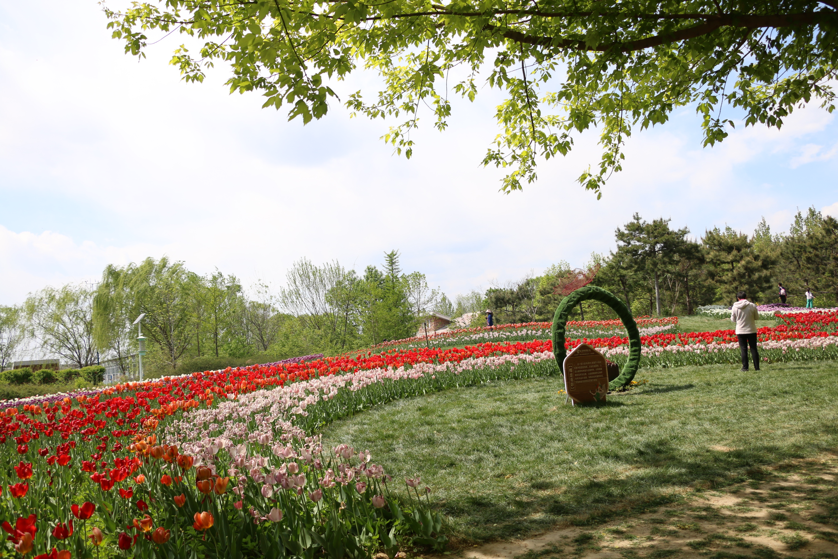 游北京国际鲜花港体会,游北京国际鲜花港需要多长时间