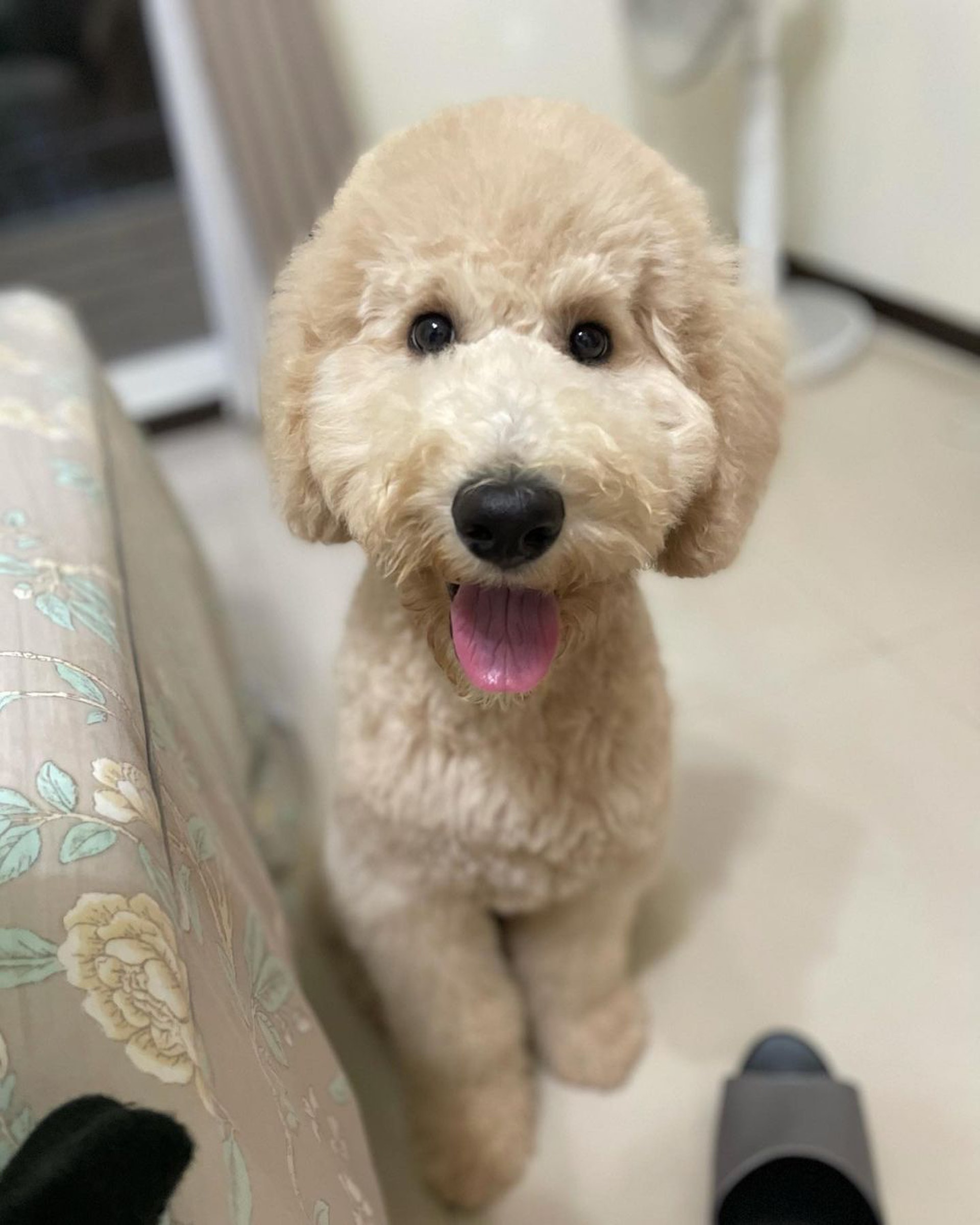 巨型贵宾犬发狂,巨型贵宾犬在家乱叫