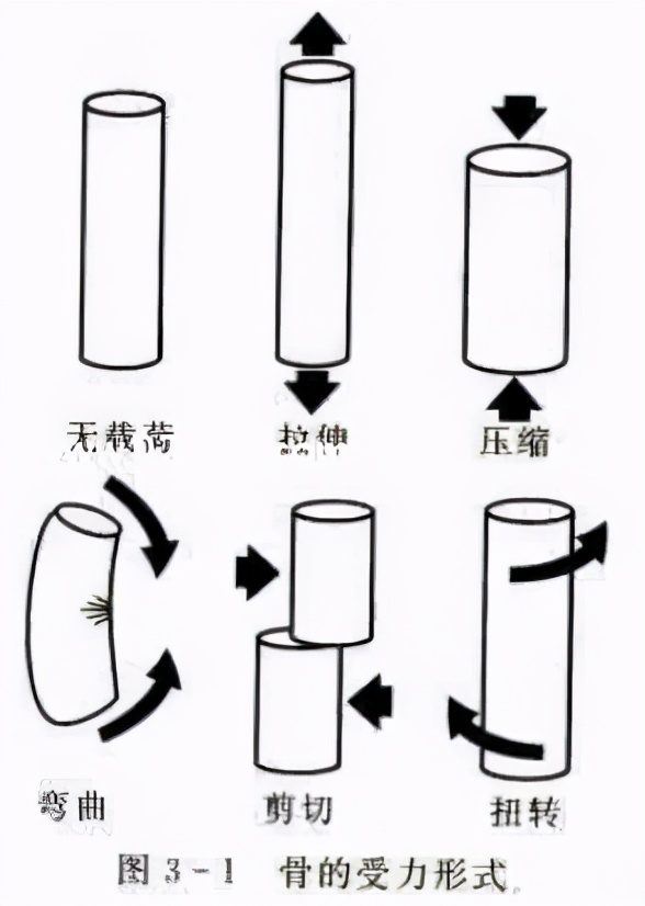 骨生长的力学条件,从生物力学的角度解释什么是骨