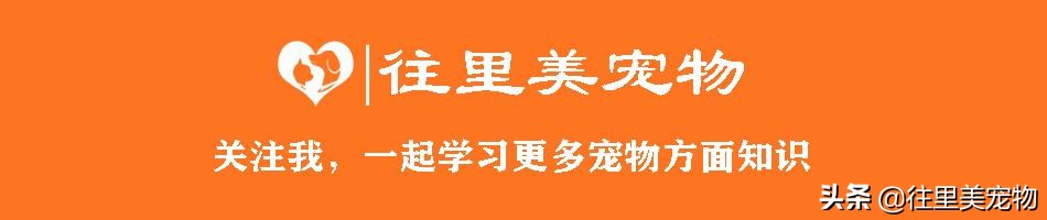 怎么做能养鸟的鸟笼儿童就能学会,100种鸟笼的做法
