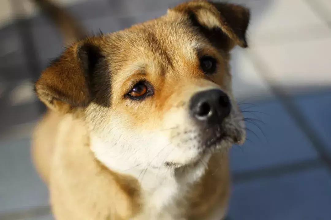 养狗去哪里办狗证,养狗的证件在哪里办重庆