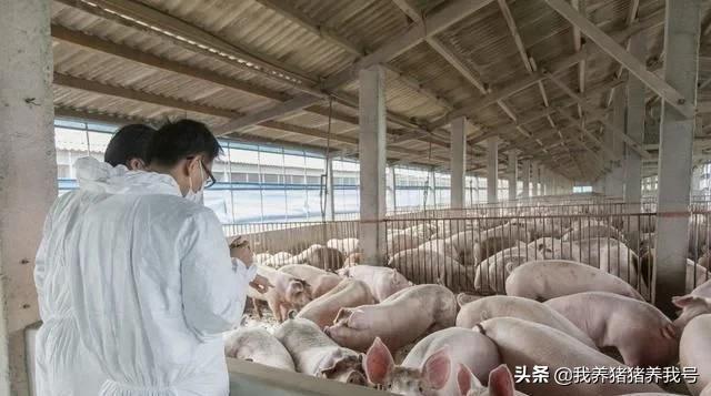 农村养猪还有哪些常见猪病,养猪过程中常见病有哪些如何治疗