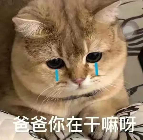 可爱表情包你再用点力,可爱表情包能乱发嘛