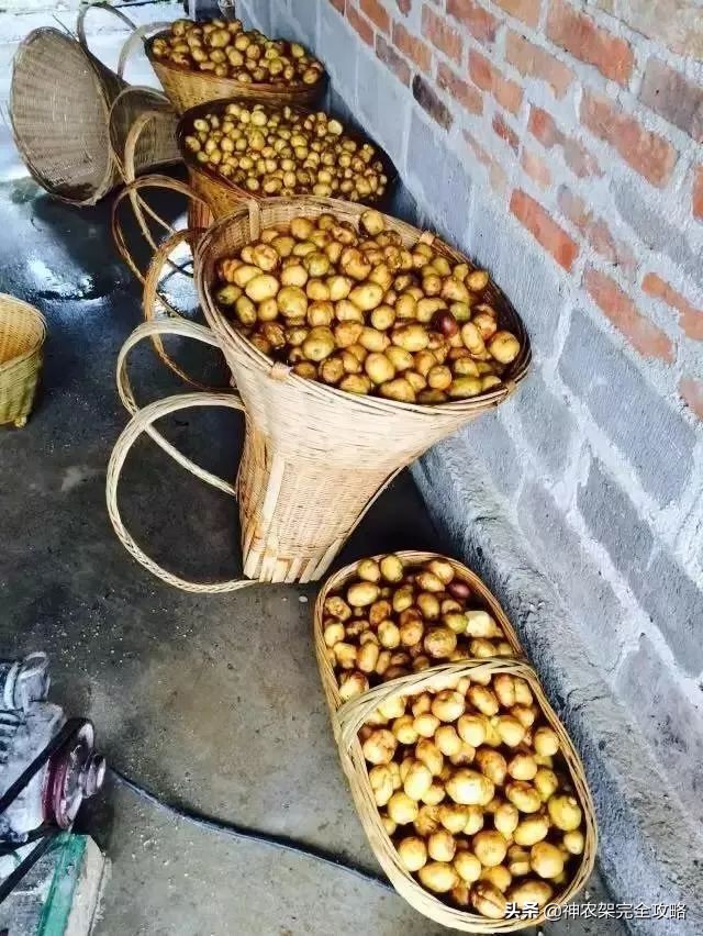 神农架前世今生,神农架祖先是谁