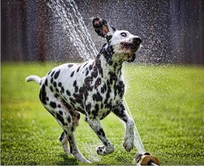 给宠物降温的正确方法,炎夏宠物怎么降温