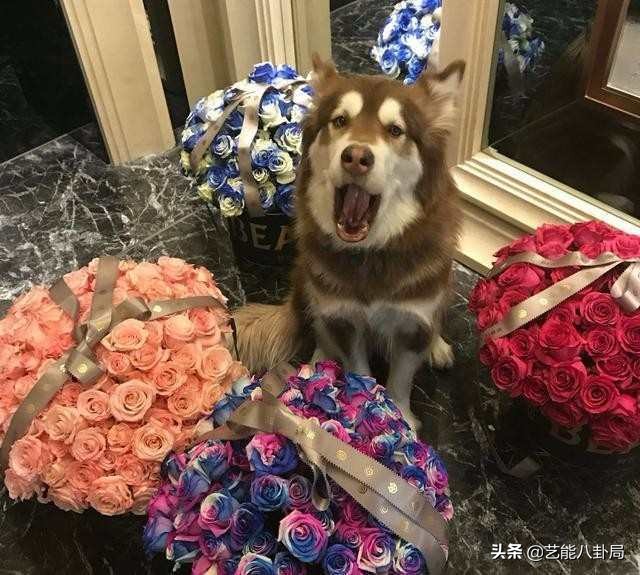 王思聪斥重金买鸭,王思聪自曝斥重金买鸭