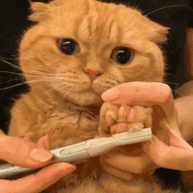 猫咪清凉一夏剃毛视频,夏季猫咪养护方法有哪些