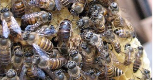 中蜂王台5天封盖是几日龄的幼虫,中蜂三日龄幼虫急造王台几天出房