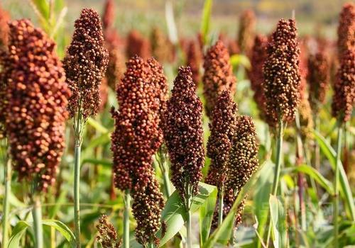 高粱的种植需要防治哪些病虫害,高粱生长过程中易发生哪些病虫害