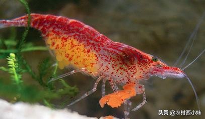 养观赏虾的基本知识有哪些,观赏虾的养殖方法和注意点有哪些