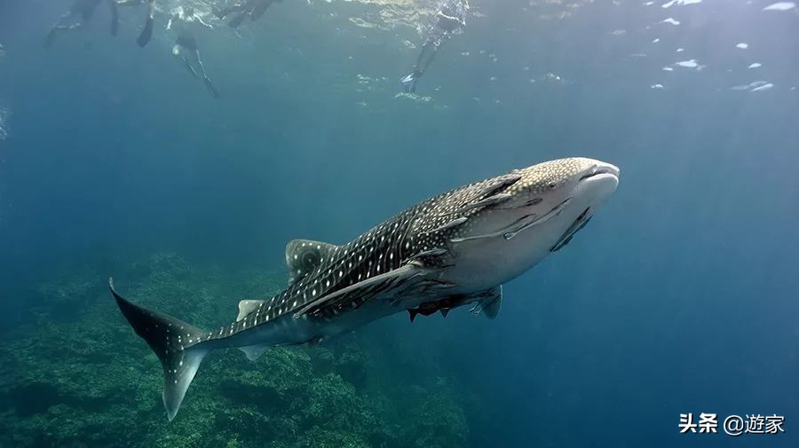 泰国哪些海岛值得去旅游,泰国岛屿排名前十海岛