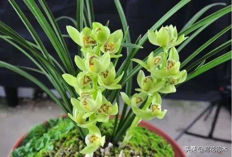 兰花养护｜茎腐病、黑腐病、根腐病和软腐病的区别救治