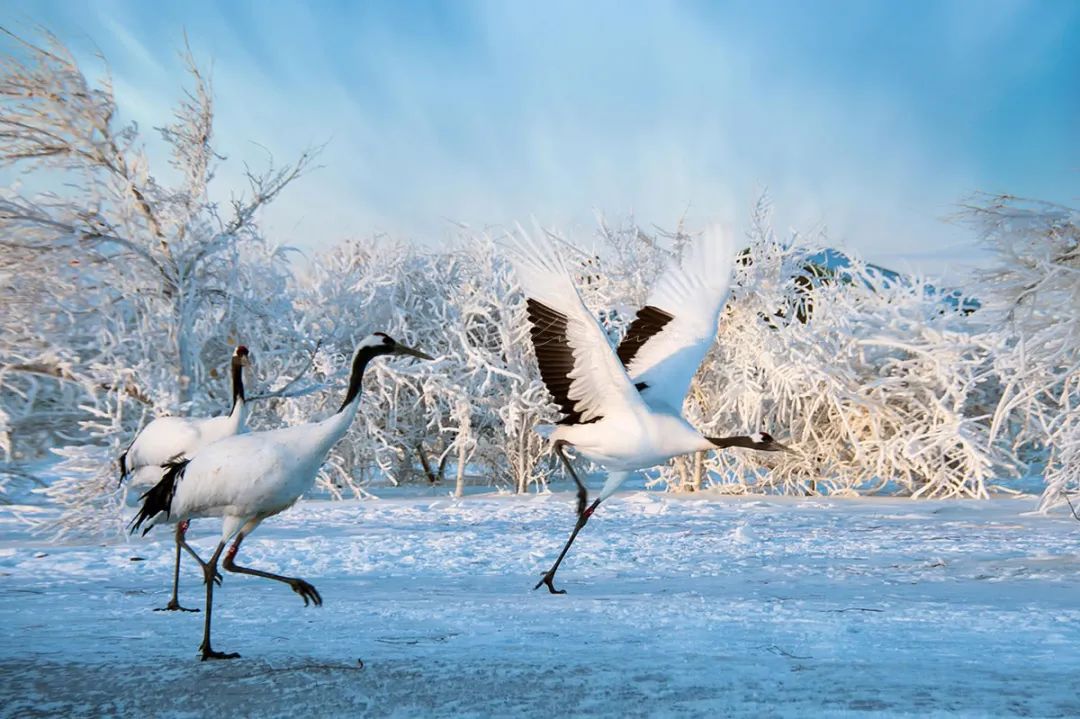 仙鹤起舞水粉画,仙鹤起舞展翅飞