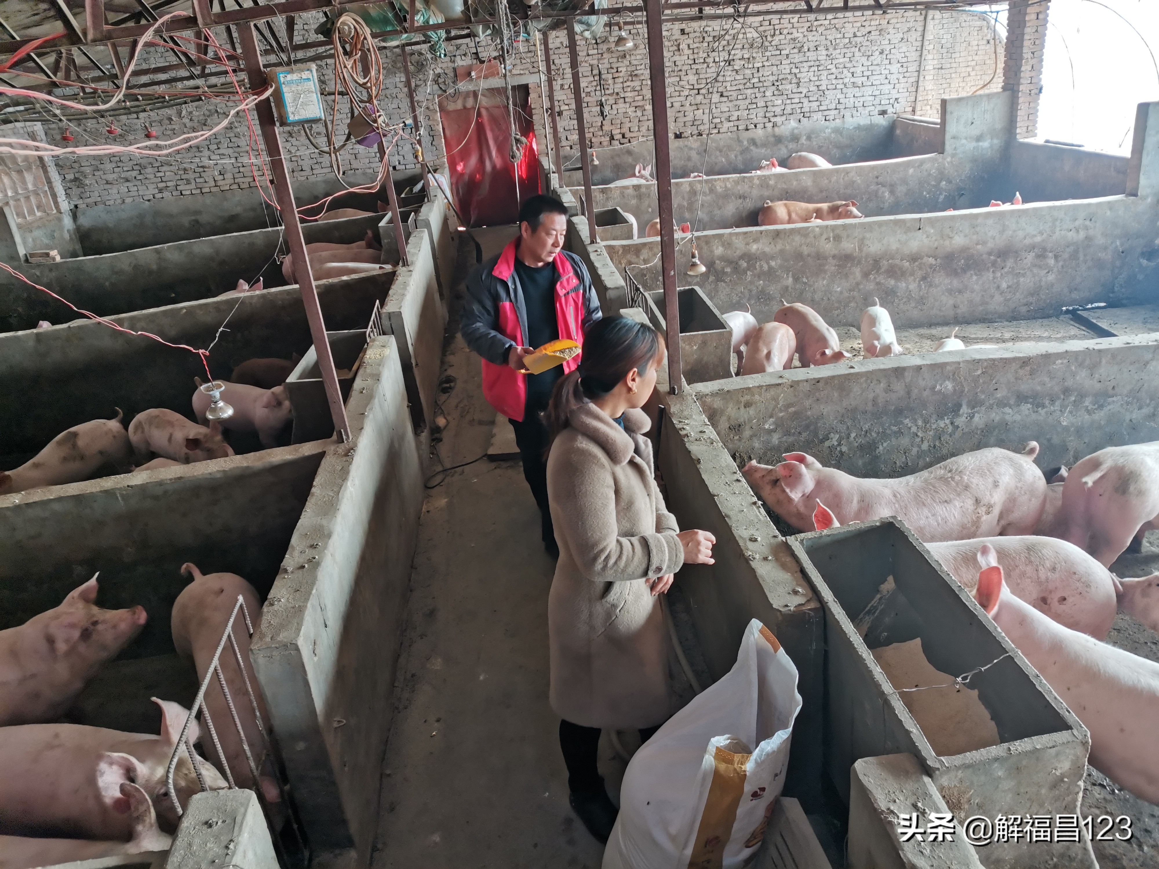 科学养猪，年纯收入200万元，请看养猪达人是怎么做到的