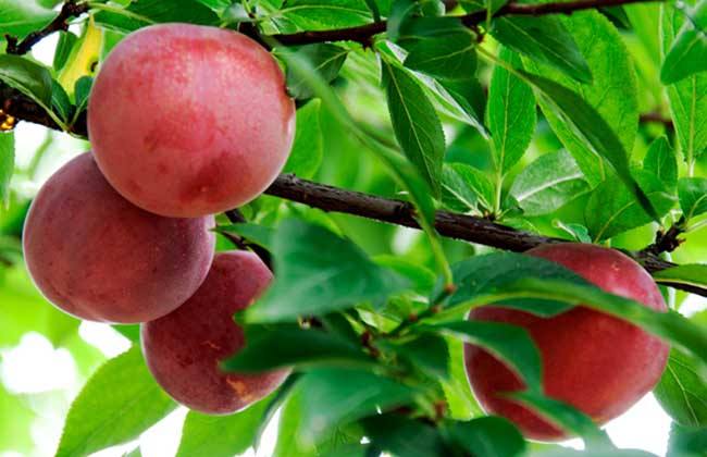 理综学霸必背口诀,高考学霸分享理综答题顺序