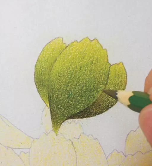 彩铅画入门教程多肉,彩铅画教程入门多肉