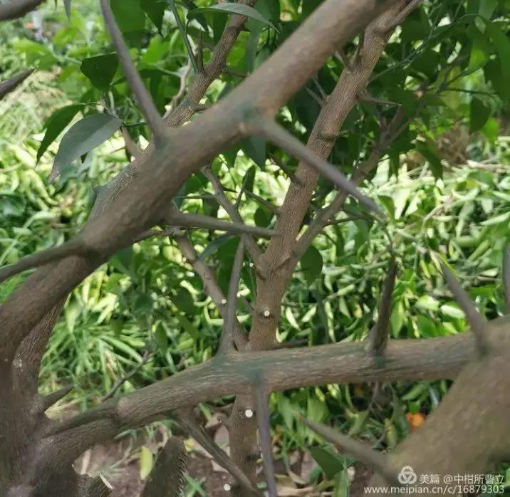 无核柑橘有哪些品种,柑橘目前最新品种有哪些