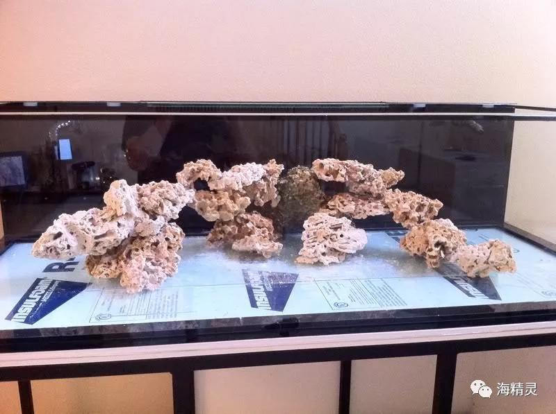 为什么容易爆藻,为什么有的人对鱼那么痴迷