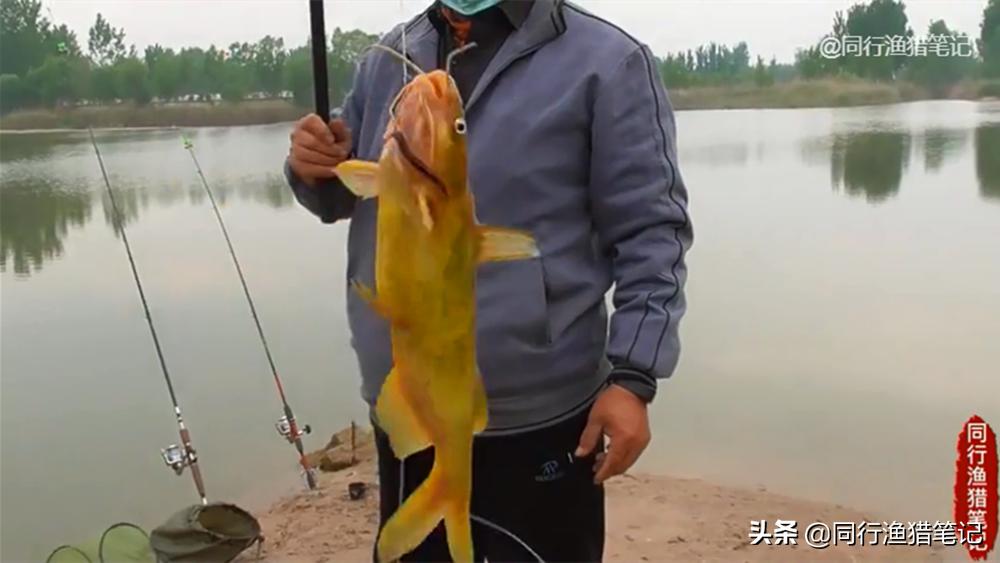 蚯蚓的牢固绑法,蚯蚓挂钩牢固