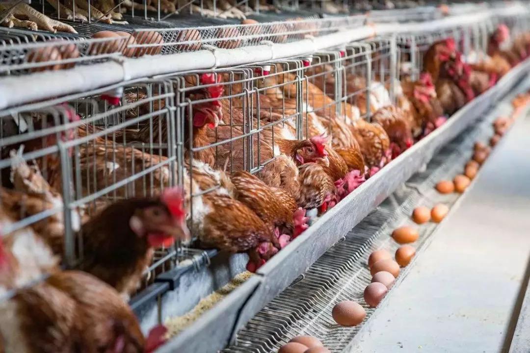 高陵有部队吗,倒蛋部队哪年拍摄