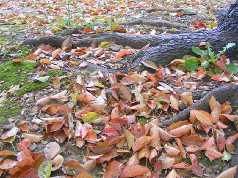 苗木枯死存在问题整改,购进苗木出现问题