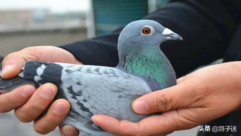 鸽歪头病怎么治疗,鸽瘟病怎么治疗