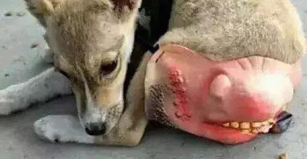 狗子被主人吓尿怎么办,狗子偷吃猪手被发现