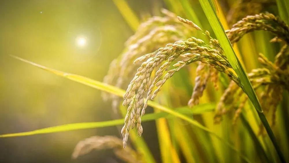 国际三八妇女节,三八妇女节快乐