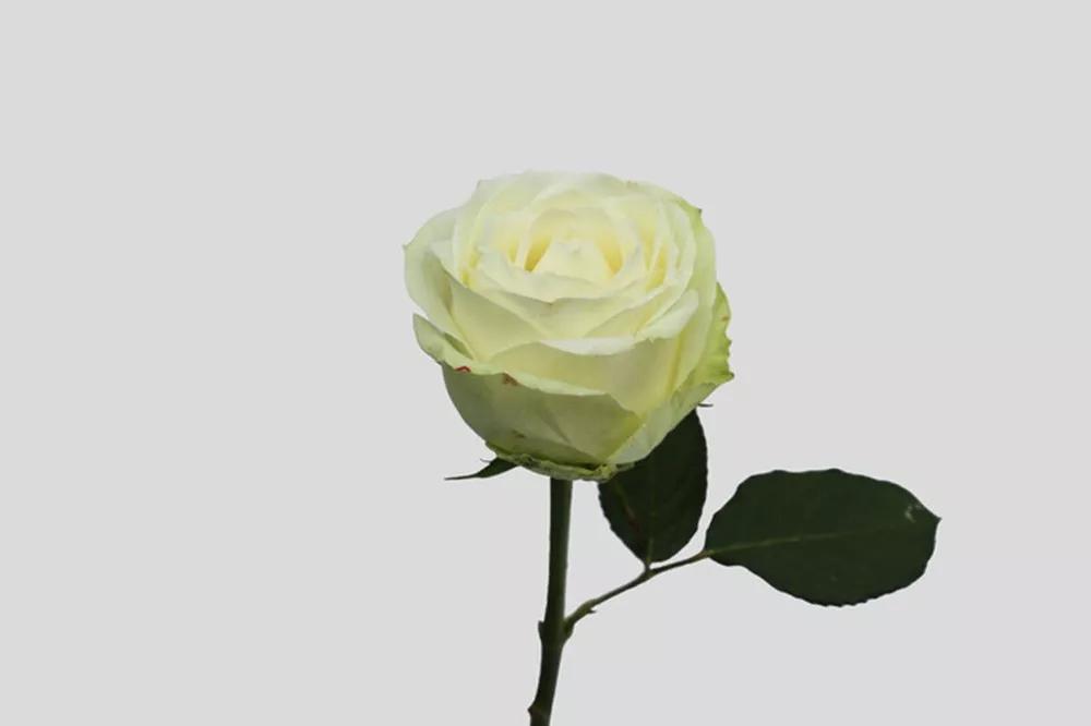 一篇文章带你认识三亚40种花,鲜花图鉴一次性认识30种玫瑰花