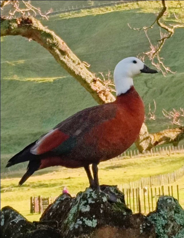 一树山,我的精神家园