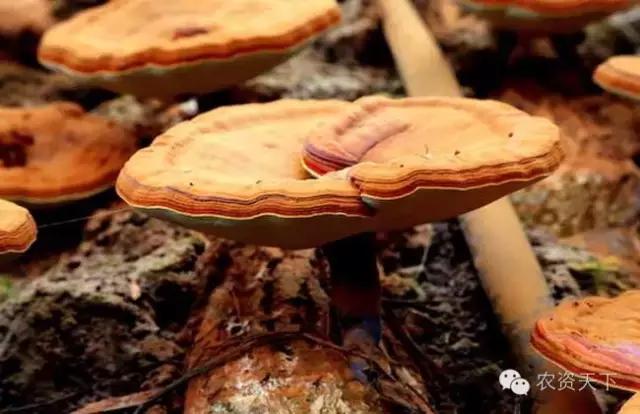 种什么赚钱多利润大,种什么能赚钱