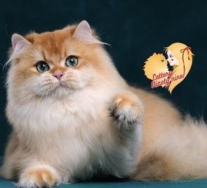 英短猫长大后是什么样的,英短猫的成长大小跟什么有关