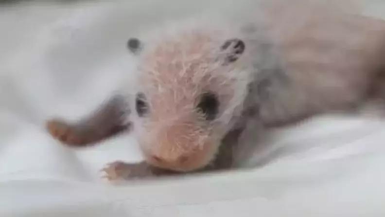 大熊猫隆仔出场,隆仔大熊猫最新消息