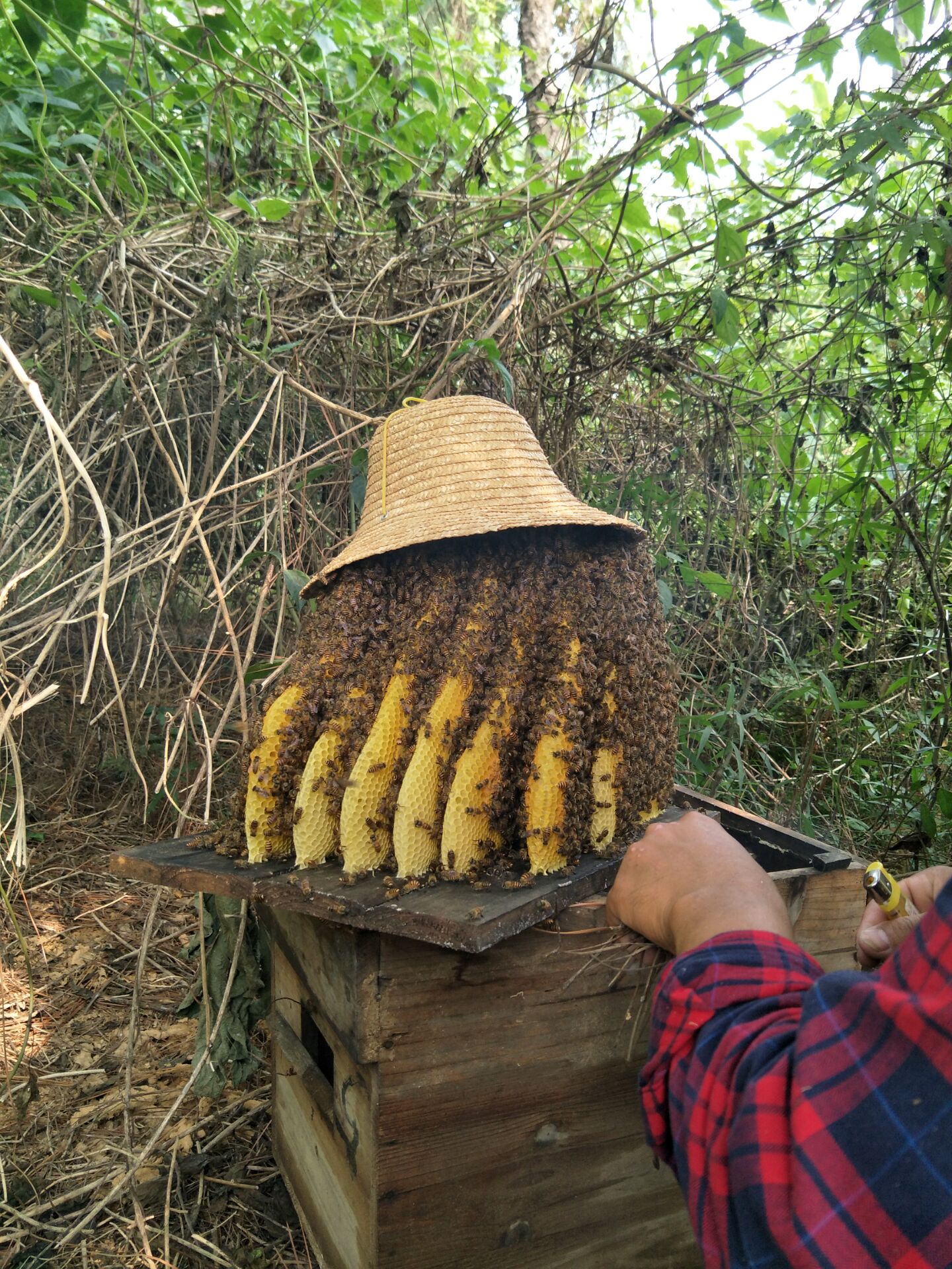 蜂箱养蜂技巧视频教程,养蜂教程讲解蜂箱快速诱蜂