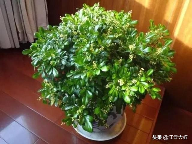 吸甲醛大型绿植仙人球,仙人球和多肉吸甲醛吗