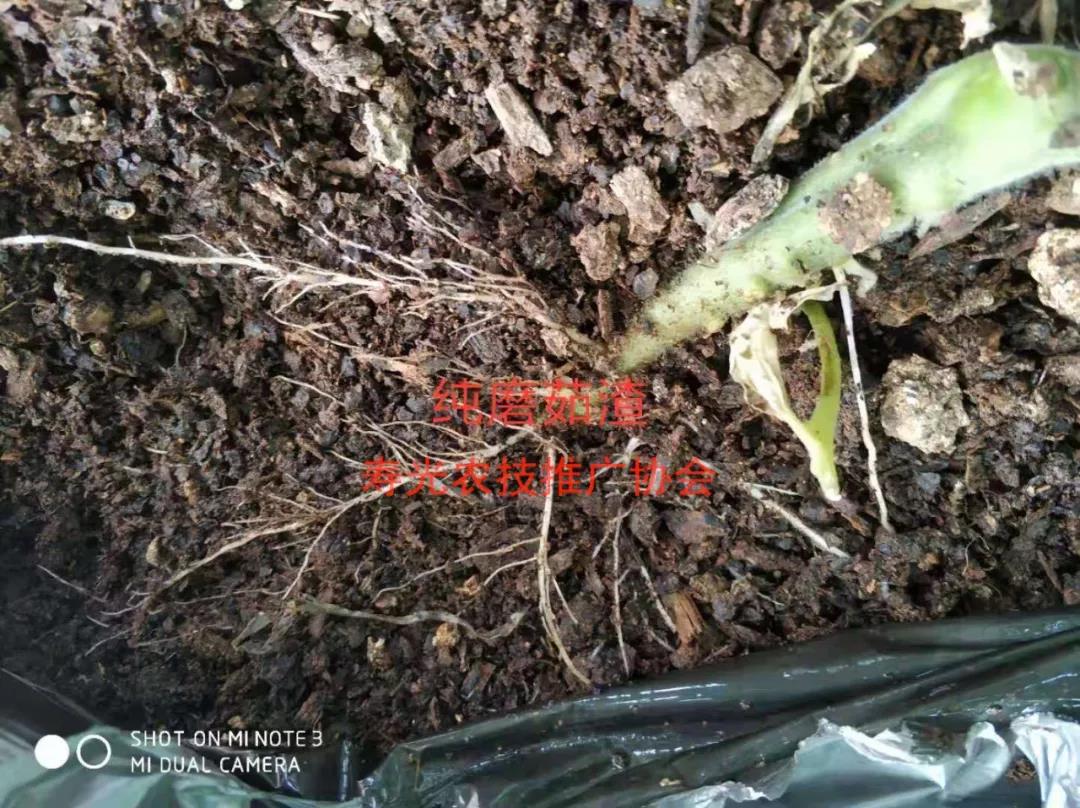 抢名额，19期中国无土栽培和土壤种植技术升级集成培训会